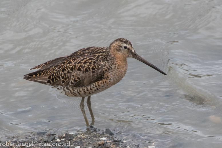 palo alto baylands